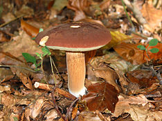 Boletus badius JPG1.jpg